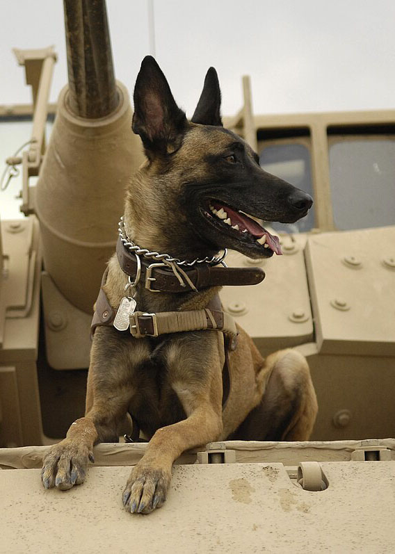 Detection Dog Gunner